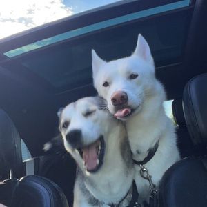 Meet your Posher, Leonard